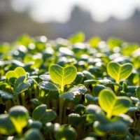 Kale