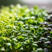 Microgreen Mix